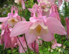 Aquilegia ex Spring Magic Pink