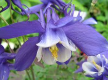 Aquilegia ex Spring Magic Blue & white