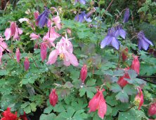 Aquilegia Spring Magic mix