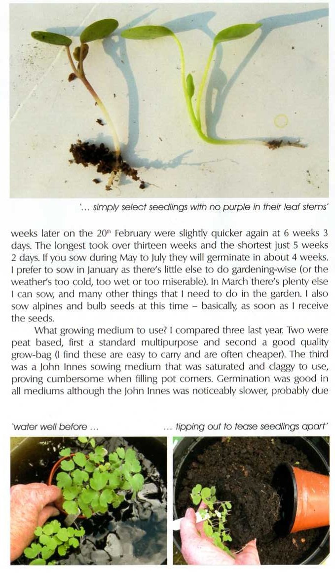 SRGC sowing aquilegias feature article Touchwood The Rock Garden