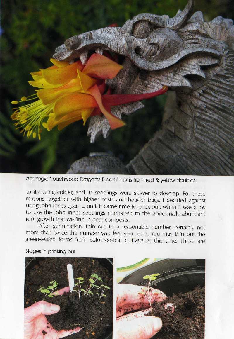 SRGC sowing aquilegias feature article Touchwood The Rock Garden