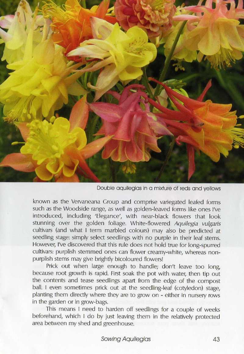 SRGC sowing aquilegias feature article Touchwood The Rock Garden