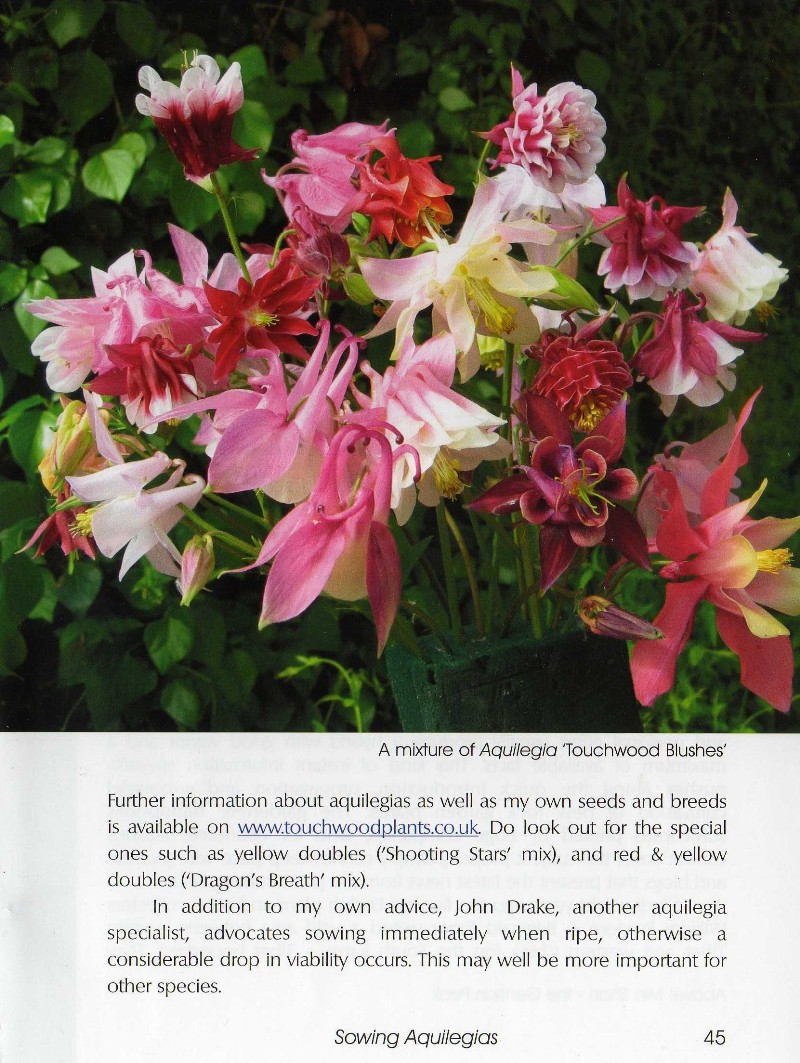 SRGC sowing aquilegias feature article Touchwood The Rock Garden