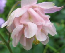 Aquilegia: Pink variable