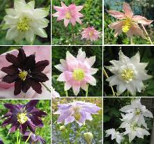 Aquilegia vulgaris stellata mix from Touchwood seeds