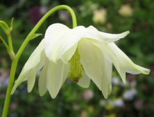 Aquilegia: White stellata