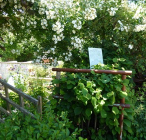 The Secret Garden at Touchwood aquilegias