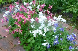 aquilegia spring magic at touchwood