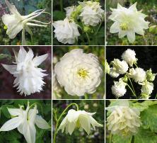 Touchwood aquilegias 'White Magic' mix