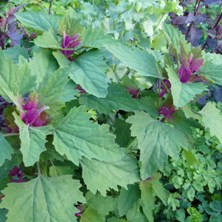 Mexican tree spinach purple goosefoot magenta spreen