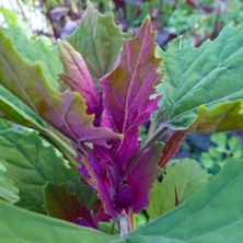 Chenopodium giganteum Mexican tree spinach