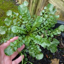 Land Cress, Americal Cress in winter