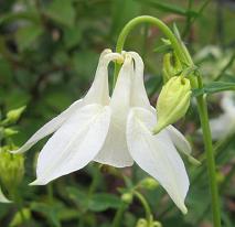 Aquilegia white flower