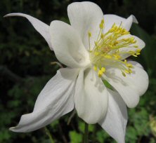 Aquilegia 'White Star'