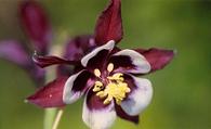 Aquilegia 'William Guiness'