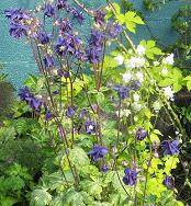 Aquilegia 'Woodside Blue'