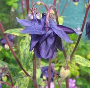 Aquilegia 'Woodside Blue'