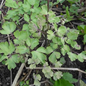 Columbine leaves turning purple