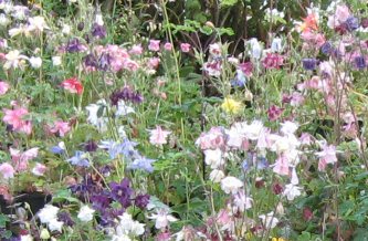 Rosina's Extra Special Aquilegia Mix